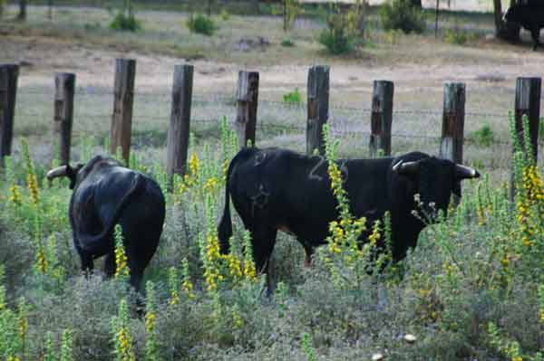 Toro - Cádiz - Andalucía - España 1.jpg